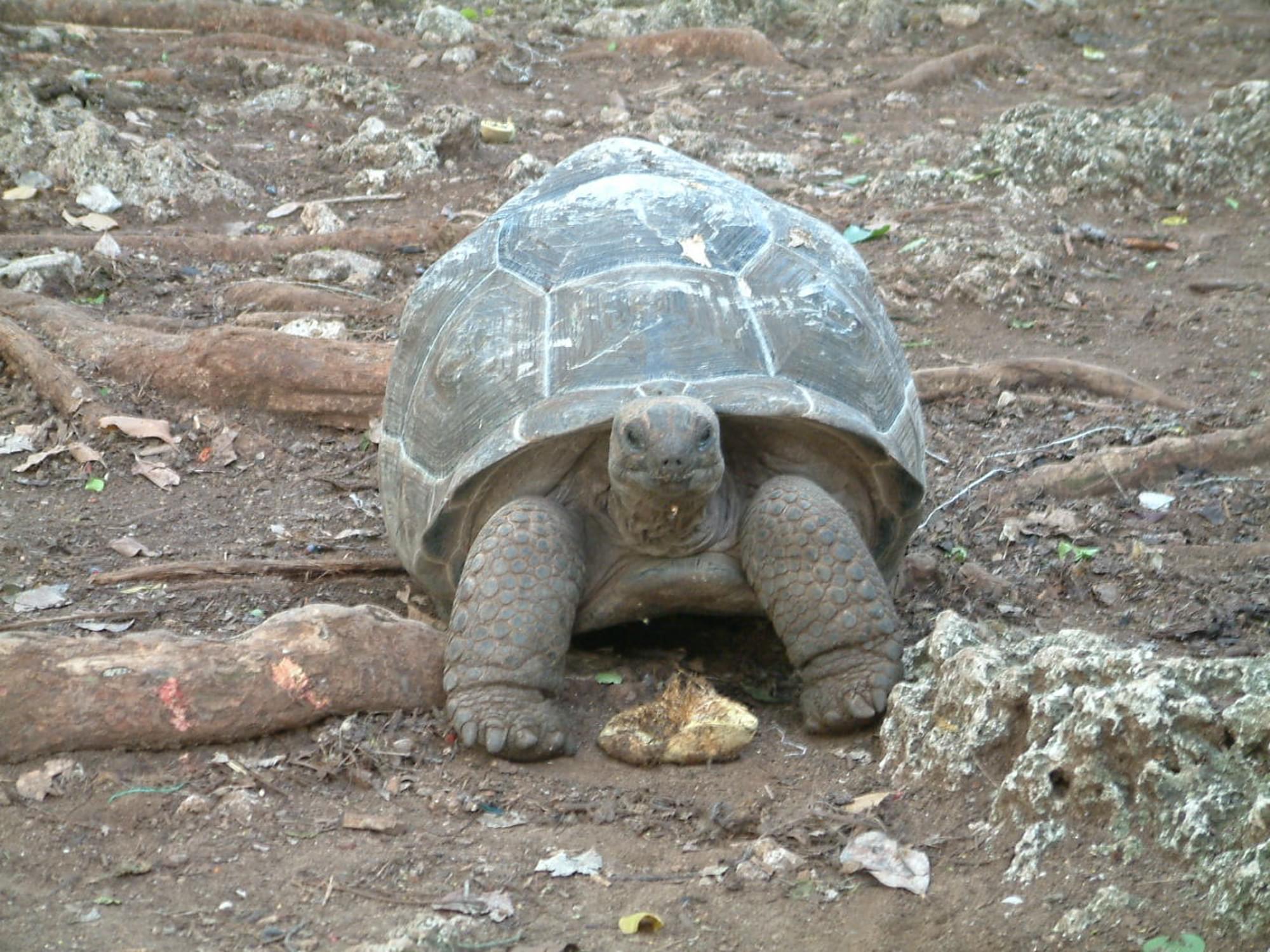 20040126   Zanzibar 108